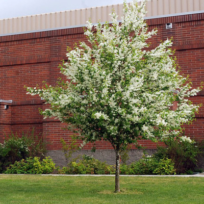 Zelnicemeggy Prunus padus