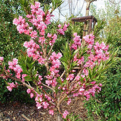 Prunus persica 'Amber' Törpe díszőszibarack Amber