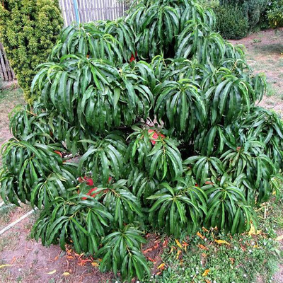 Prunus persica 'Bonanza' Törpe díszőszibarack Bonanza