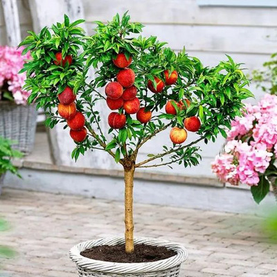 Törpe díszőszibarack Bonanza Prunus persica 'Bonanza'