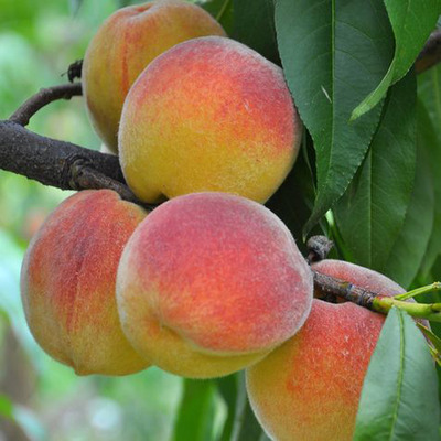 Prunus persica 'Champion' Őszibarack Champion