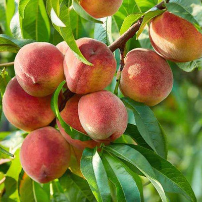 Prunus persica 'Dixired' Őszibarack Dixired