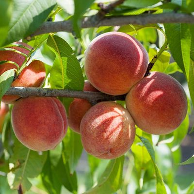 Prunus persica 'Early Redhaven' Őszibarack Early Redhaven