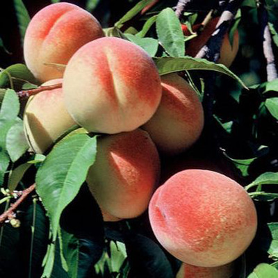 Prunus persica 'Elberta' Őszibarack Elberta