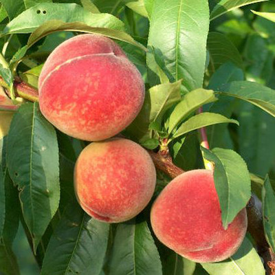 Prunus persica 'Mariska' Őszibarack Mariska