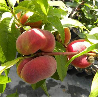 Prunus persica 'Piatta Bianca' K&iacute;nai laposbarack Piatta Bianc