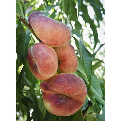 Prunus persica 'Piatta Gialla' K&iacute;nai laposbarack Piatta Giall