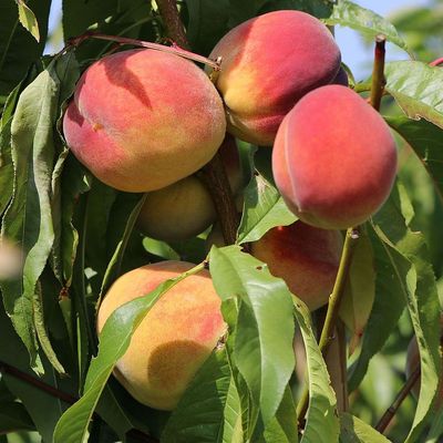 Prunus persica 'Redhaven Bianca' Őszibarack Redhaven Bianca