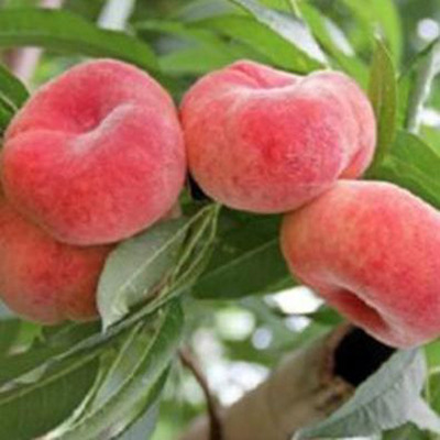 Prunus persica 'Remény' Kínai laposbarack Remény