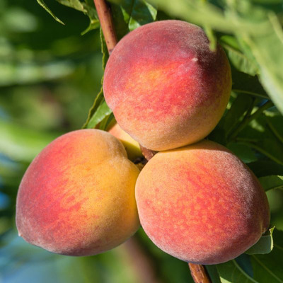 Prunus persica 'Suncrest' Őszibarack Suncrest