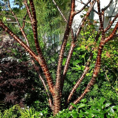 Prunus serrula Fénylőkérgű meggy