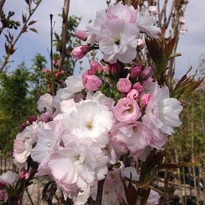 Prunus serrulata 'Amanogawa' Oszlopos díszcseresznye