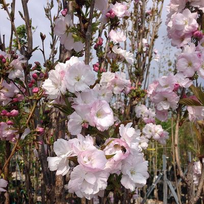 Oszlopos díszcseresznye Prunus serrulata 'Amanogawa'