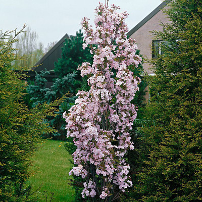 Oszlopos díszcseresznye Prunus serrulata 'Amanogawa'