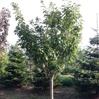 Díszcseresznye Prunus serrulata 'Kanzan'