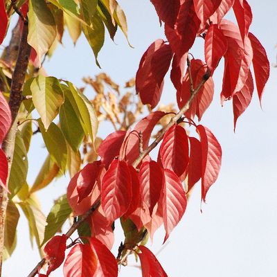 Díszcseresznye Prunus serrulata 'Kanzan'