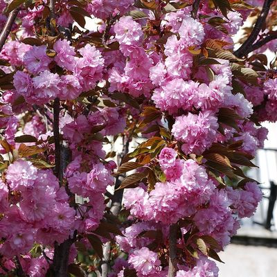 Díszcseresznye Prunus serrulata 'Kanzan'