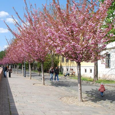 Díszcseresznye Prunus serrulata 'Kanzan'