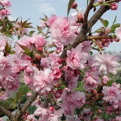 Prunus serrulata 'Kiku Shidare Sakura' Csüngő díszcseresznye