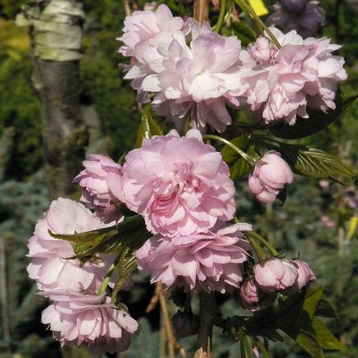 Csüngő díszcseresznye Prunus serrulata 'Kiku Shidare Sakura'