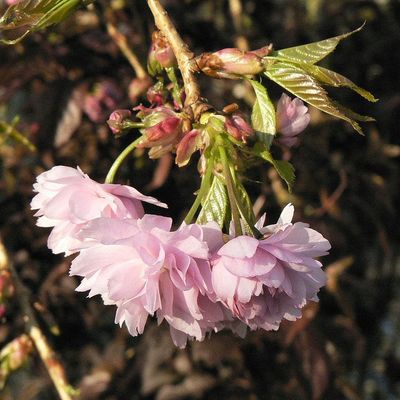 Csüngő díszcseresznye Prunus serrulata 'Kiku Shidare Sakura'