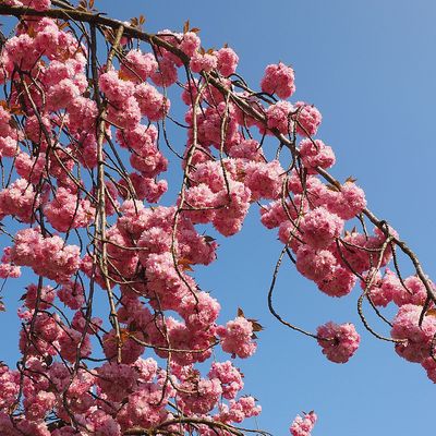 Csüngő díszcseresznye Prunus serrulata 'Kiku Shidare Sakura'