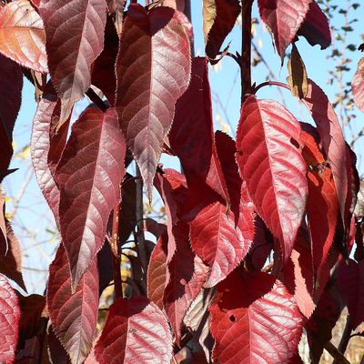 Bordó levelű díszcseresznye Prunus serrulata 'Royal Burgundy'