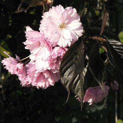 Bordó levelű díszcseresznye Prunus serrulata 'Royal Burgundy'