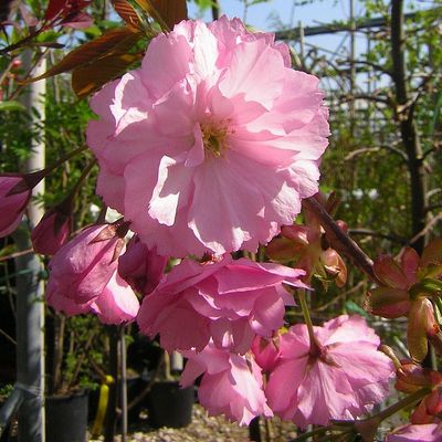 Bordó levelű díszcseresznye Prunus serrulata 'Royal Burgundy'