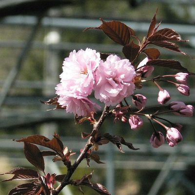 Bordó levelű díszcseresznye Prunus serrulata 'Royal Burgundy'