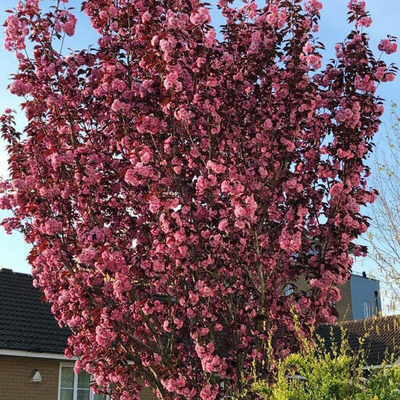 Bordó levelű díszcseresznye Prunus serrulata 'Royal Burgundy'