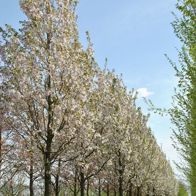 Prunus serrulata 'Sunset Boulevard' Díszcseresznye