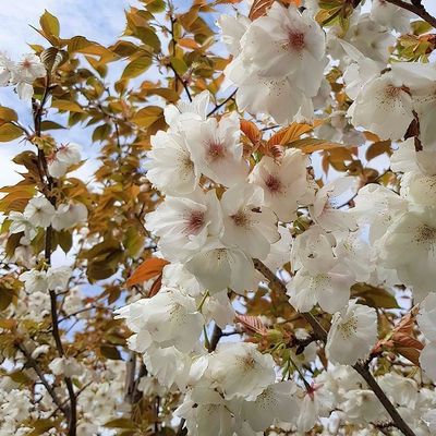 Prunus serrulata 'Taihaku' Díszcseresznye
