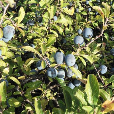 Prunus spinosa Kökény