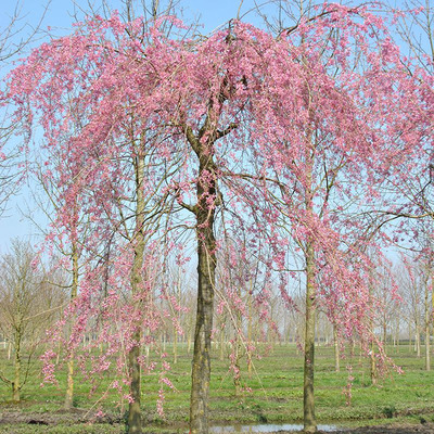 Cs&uuml;ngő d&iacute;szcseresznye Prunus subhirtella 'Pendula Rosea'