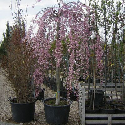 Prunus subhirtella 'Pendula Rosea' Cs&uuml;ngő d&iacute;szcseresznye