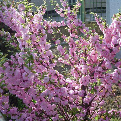 Prunus triloba Babar&oacute;zsa