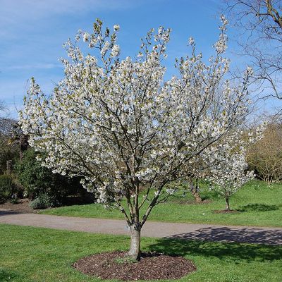 Prunus 'Umineko' Rózsamandula