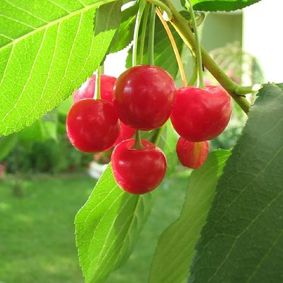 Meggy Baby Sour Cherry Prunus vulgaris 'Baby Sour Cherry'