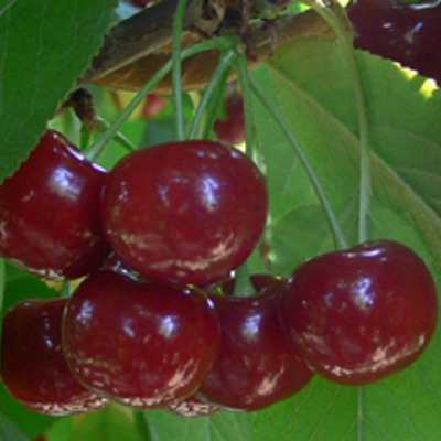 Prunus vulgaris 'Csengődi Csokros' Meggy Csengődi Csokros