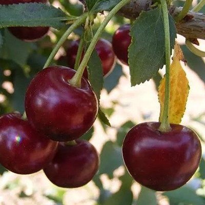 Prunus vulgaris 'Debreceni Bőtermő' Meggy Debreceni Bőtermő