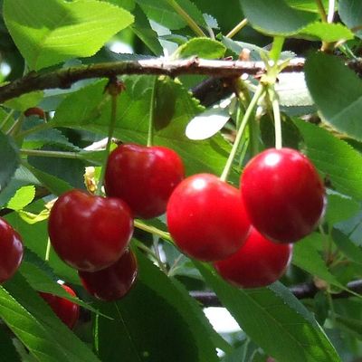 Prunus vulgaris 'Érdi Bőtermő' Meggy Érdi Bőtermő