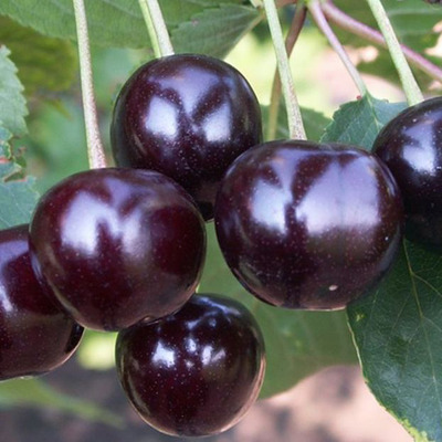 Prunus vulgaris 'Feketicsi' Meggy Feketicsi