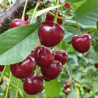 Prunus vulgaris 'Meteor Korai' Meggy Meteor Korai