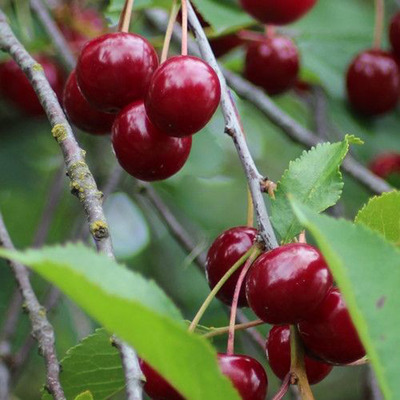Prunus vulgaris 'Pándy' Meggy Pándy