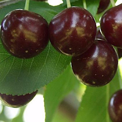 Prunus vulgaris '&Uacute;jfeh&eacute;rt&oacute;i F&uuml;rt&ouml;s' Meggy &Uacute;jfeh&eacute;rt&oacute;i F&uuml;rt&ouml;s