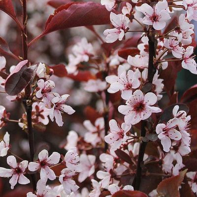 Prunus cistena Törpe vérszilva