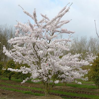 Prunus yedoensis Jed&oacute;i d&iacute;szcsresznye