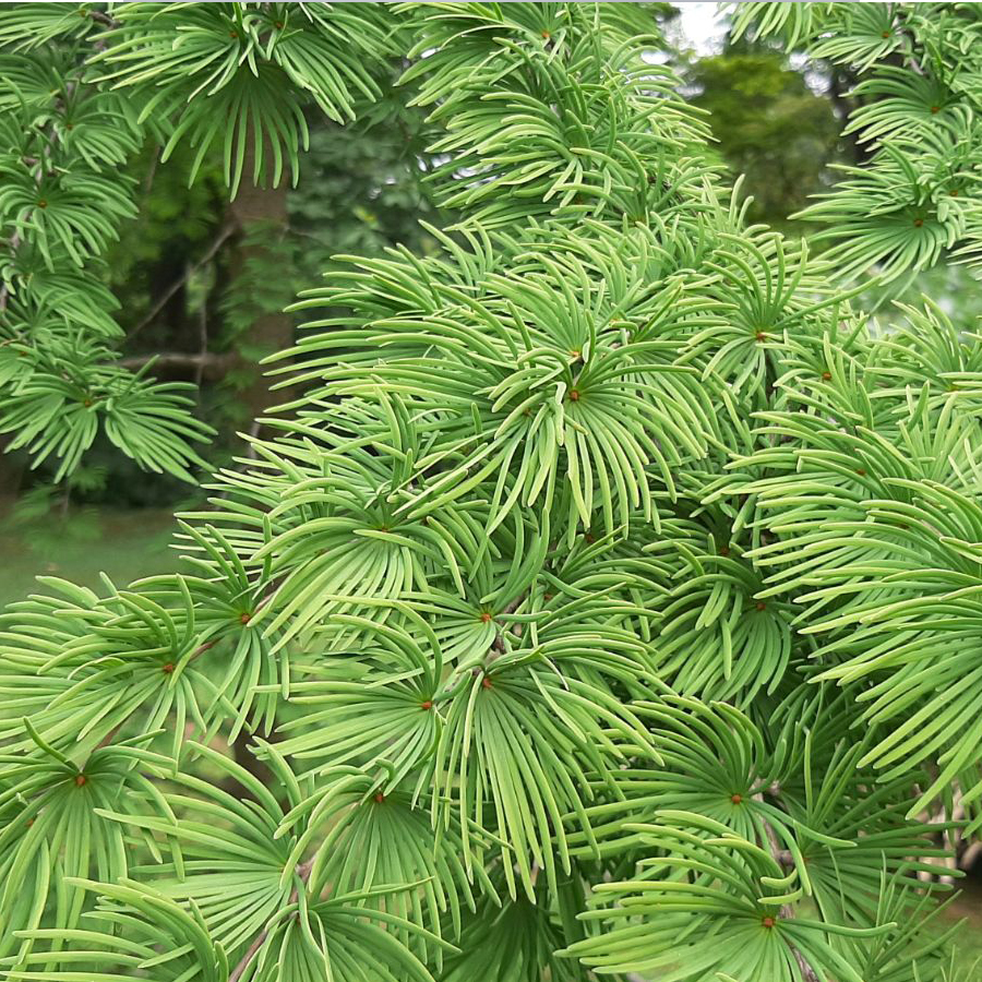 K&iacute;nai aranyfenyő Pseudolarix amabilis