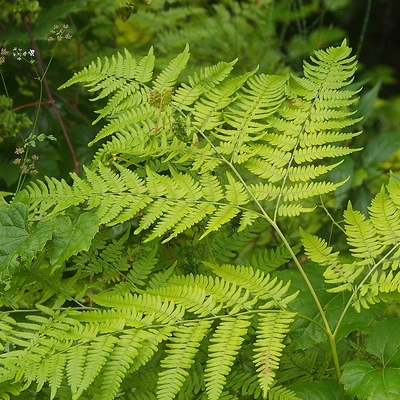 Pteridium aquilinium Saspáfrány